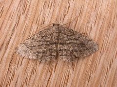 Zermizinga sinuata