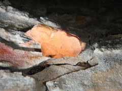 Phyllodesma joannisi