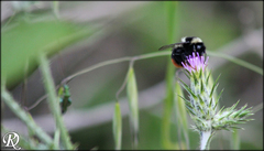 Bombus lapidarius decipiens