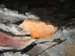 Phyllodesma joannisi