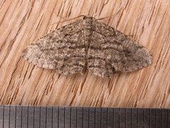 Zermizinga sinuata