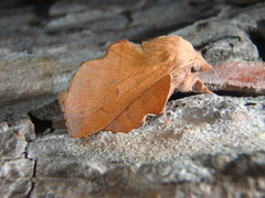 Phyllodesma joannisi