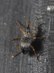 Protapion nigritarse