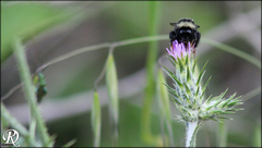Bombus lapidarius decipiens