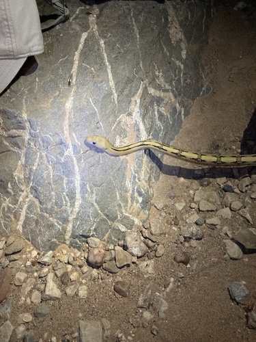 Trans-pecos Ratsnake
