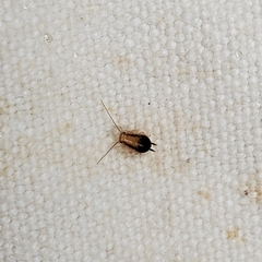 Chorisoneura texensis