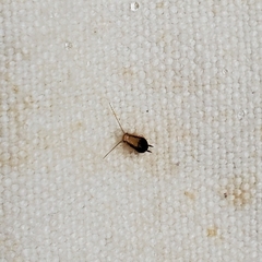 Chorisoneura texensis