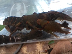 Cambarus manningi
