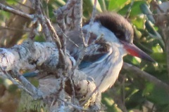 Halcyon chelicuti chelicuti