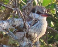 Halcyon chelicuti chelicuti