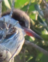 Halcyon chelicuti chelicuti