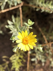 Heterotheca excelsior