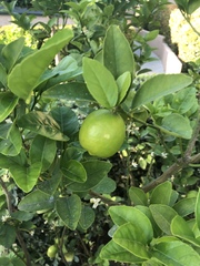 Citrus × aurantiifolia