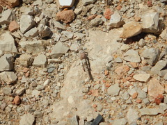 Sphingonotus azurescens