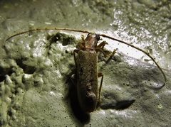 Sparedrus aspersus