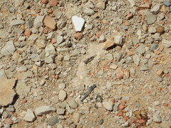 Sphingonotus azurescens