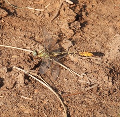 Phanogomphus militaris