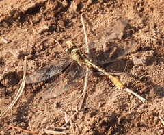 Phanogomphus militaris