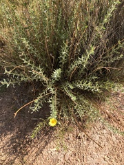 Heterotheca excelsior