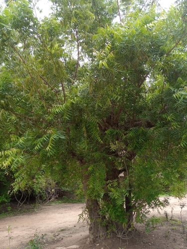 Neem