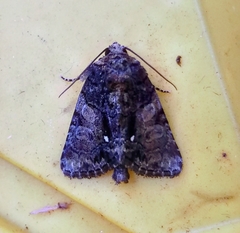 Chytonix palliatricula