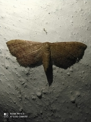Idaea infirmaria