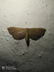Idaea infirmaria