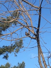 Turdus migratorius