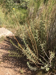 Heterotheca excelsior