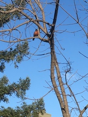 Turdus migratorius