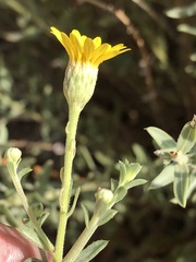 Heterotheca excelsior