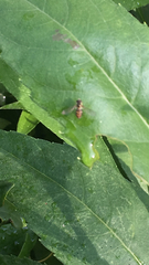 Toxomerus marginatus