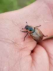 Strigoderma sulcipennis