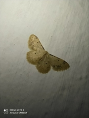 Idaea politaria