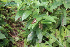 Adelpha paraena lecromi