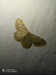Idaea politaria