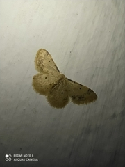 Idaea politaria