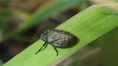 Zulia pubescens