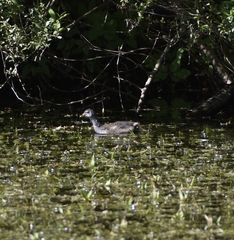 Gallinula chloropus