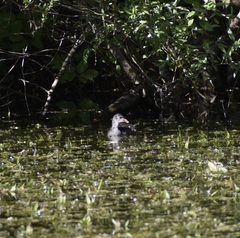Gallinula chloropus