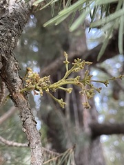 Arceuthobium americanum