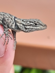 Sceloporus jarrovii