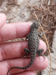 Sceloporus jarrovii