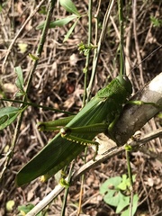 Tropidacris cristata grandis