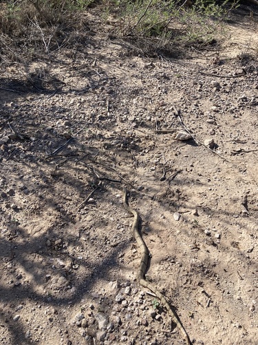 Mottled Rock Rattlesnake