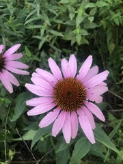 Echinacea