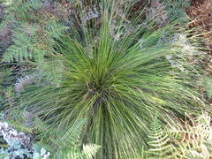 Schoenus graciliculmis