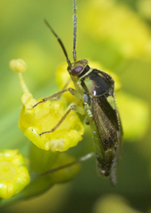 Orthops scutellatus