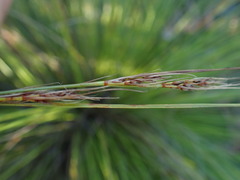 Schoenus graciliculmis