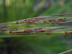 Schoenus graciliculmis